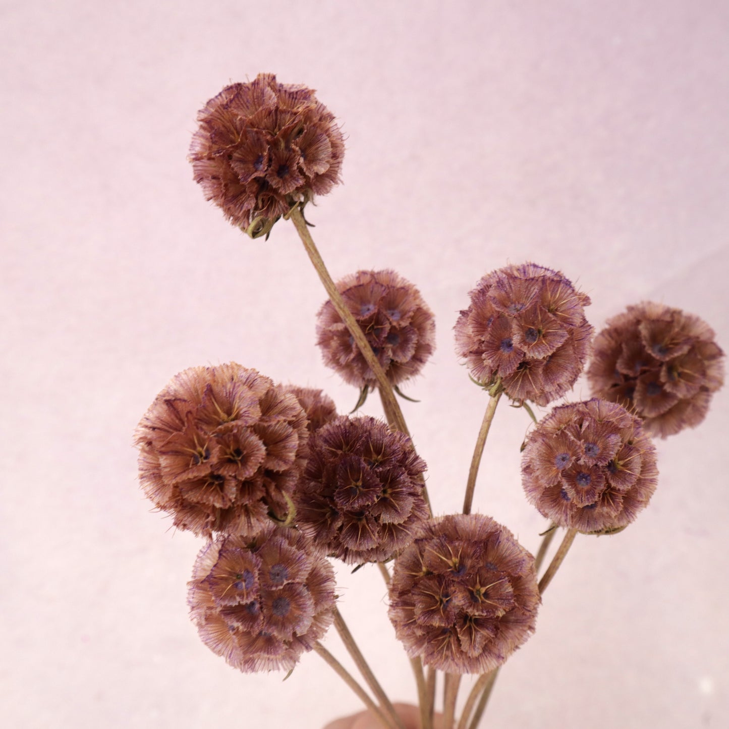 Scabiosa Maroon