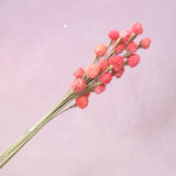 Globe Amaranth Pink