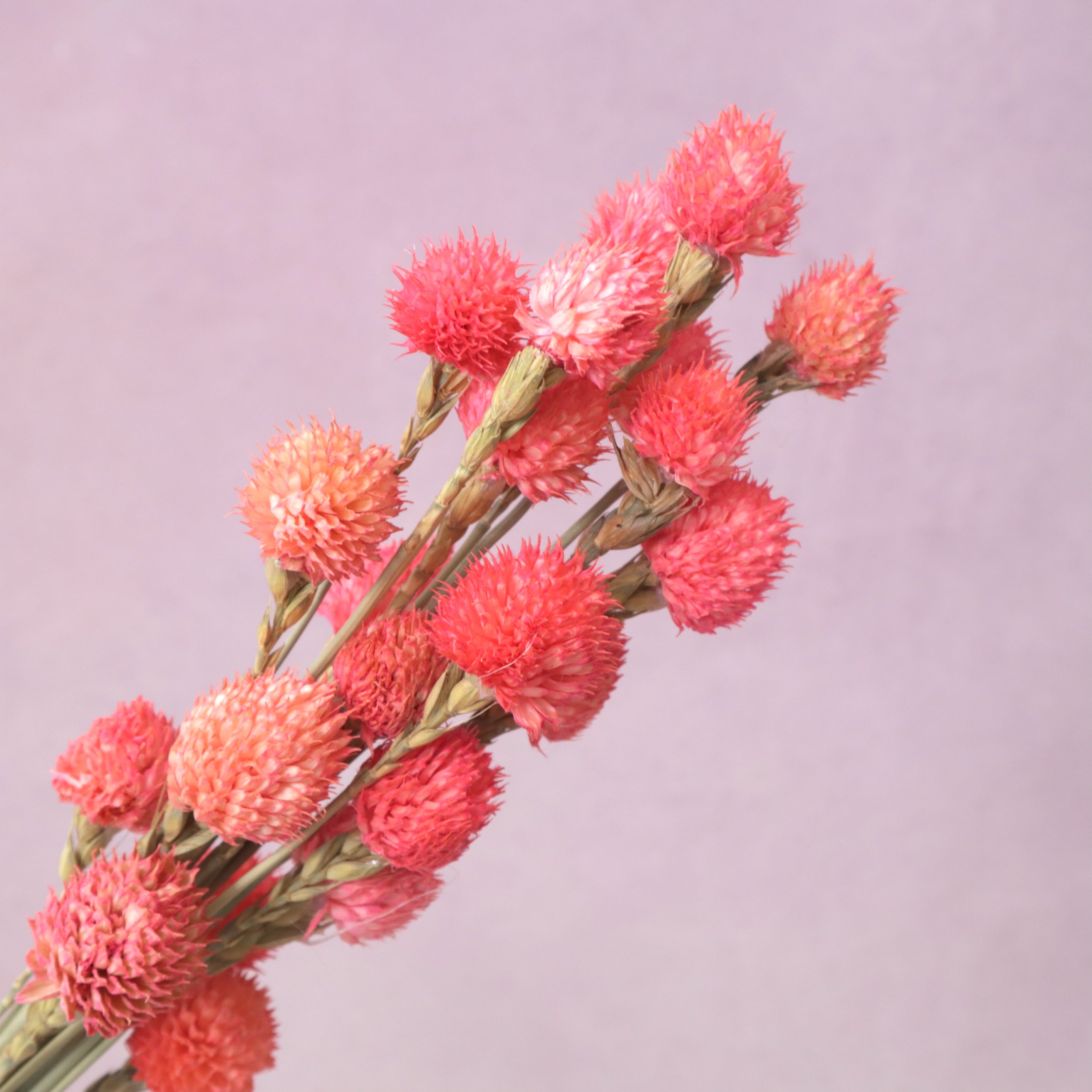 Globe Amaranth Pink