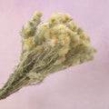 Phylica pubescens (Featherhead)