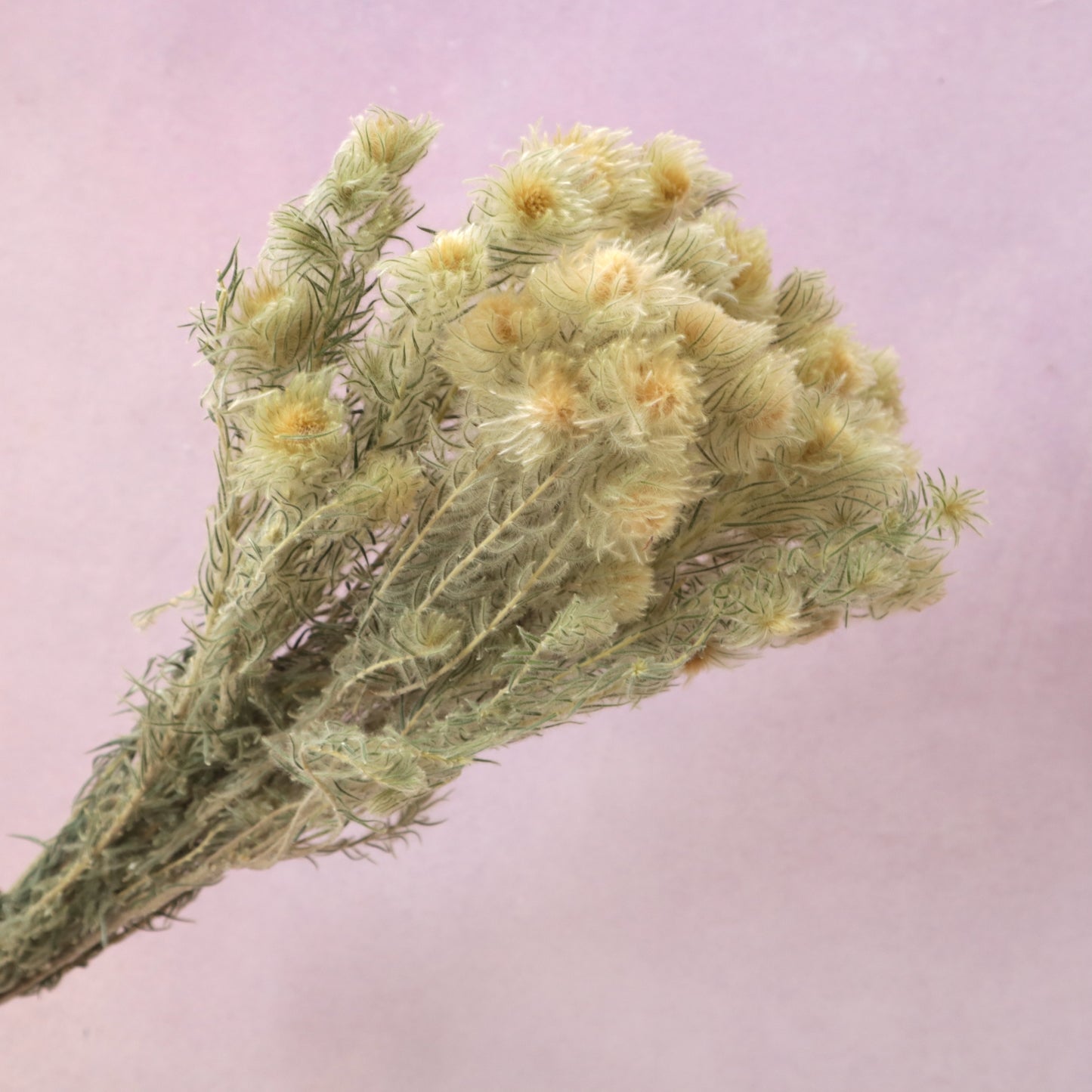 Phylica pubescens (Featherhead)