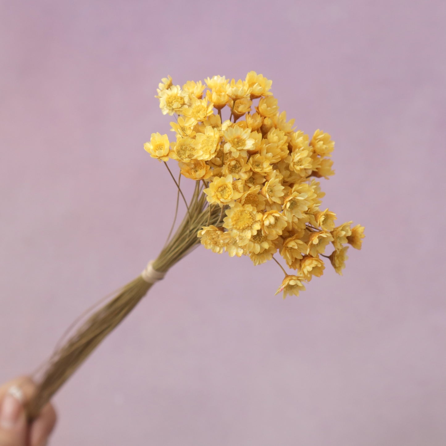 Star Flower Amber Yellow