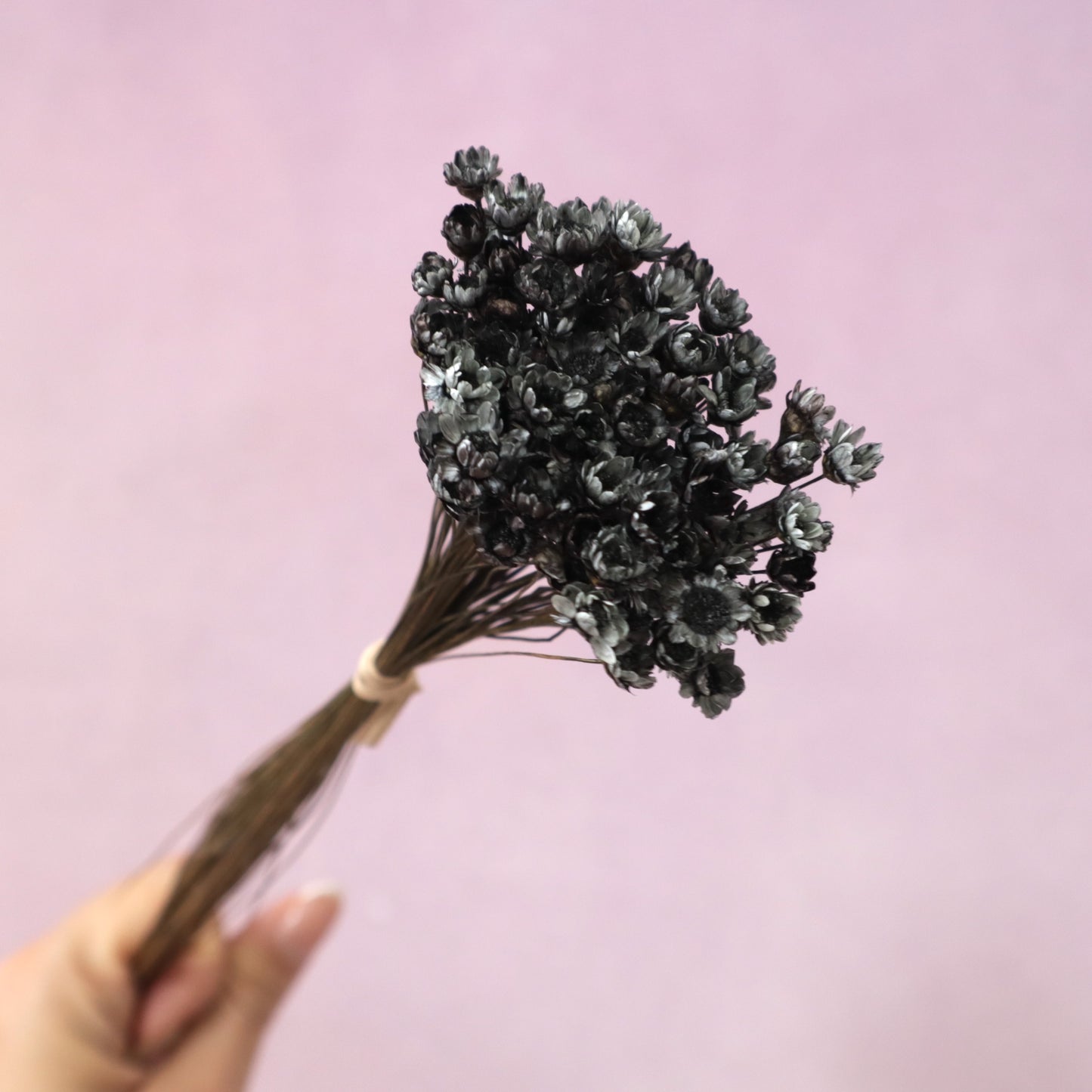 Star Flower Charcoal