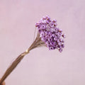 Star Flower Mauve
