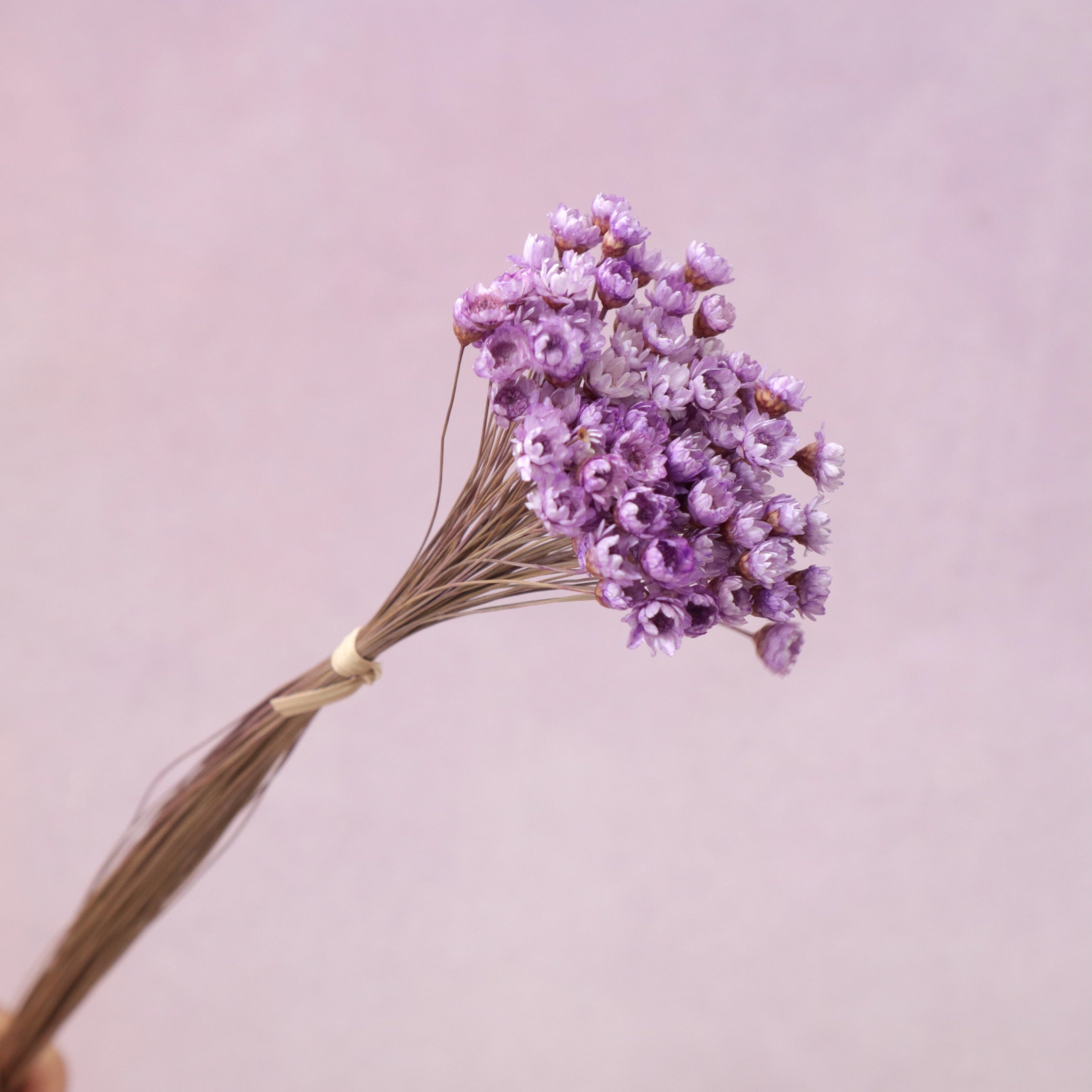 Star Flower Mauve