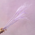 Long Stem Feather Grasses Mauve