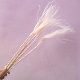 Long Stem Feather Grasses Baby Pink