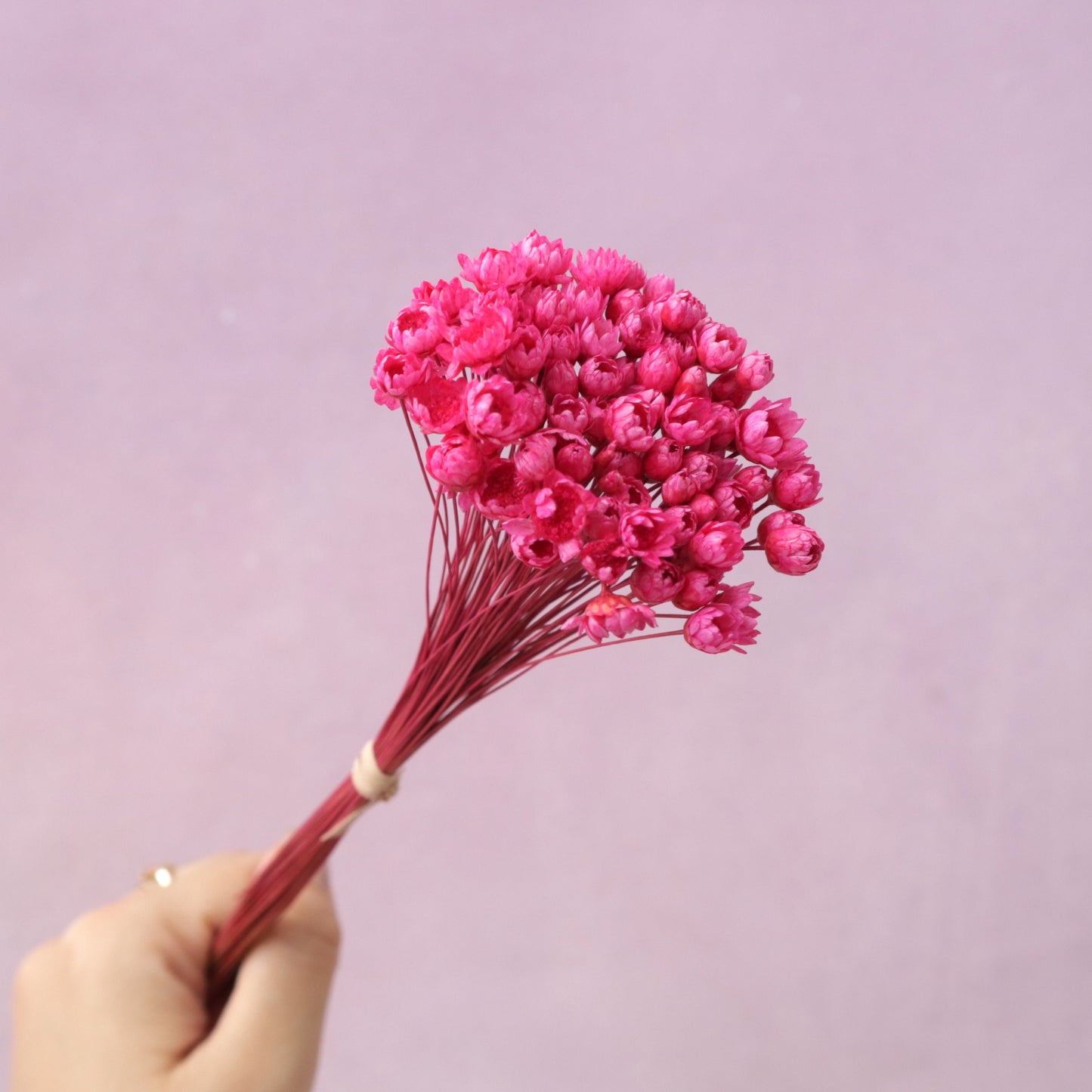 Star Flower Hot Pink