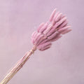 Bunny Tails Mauve