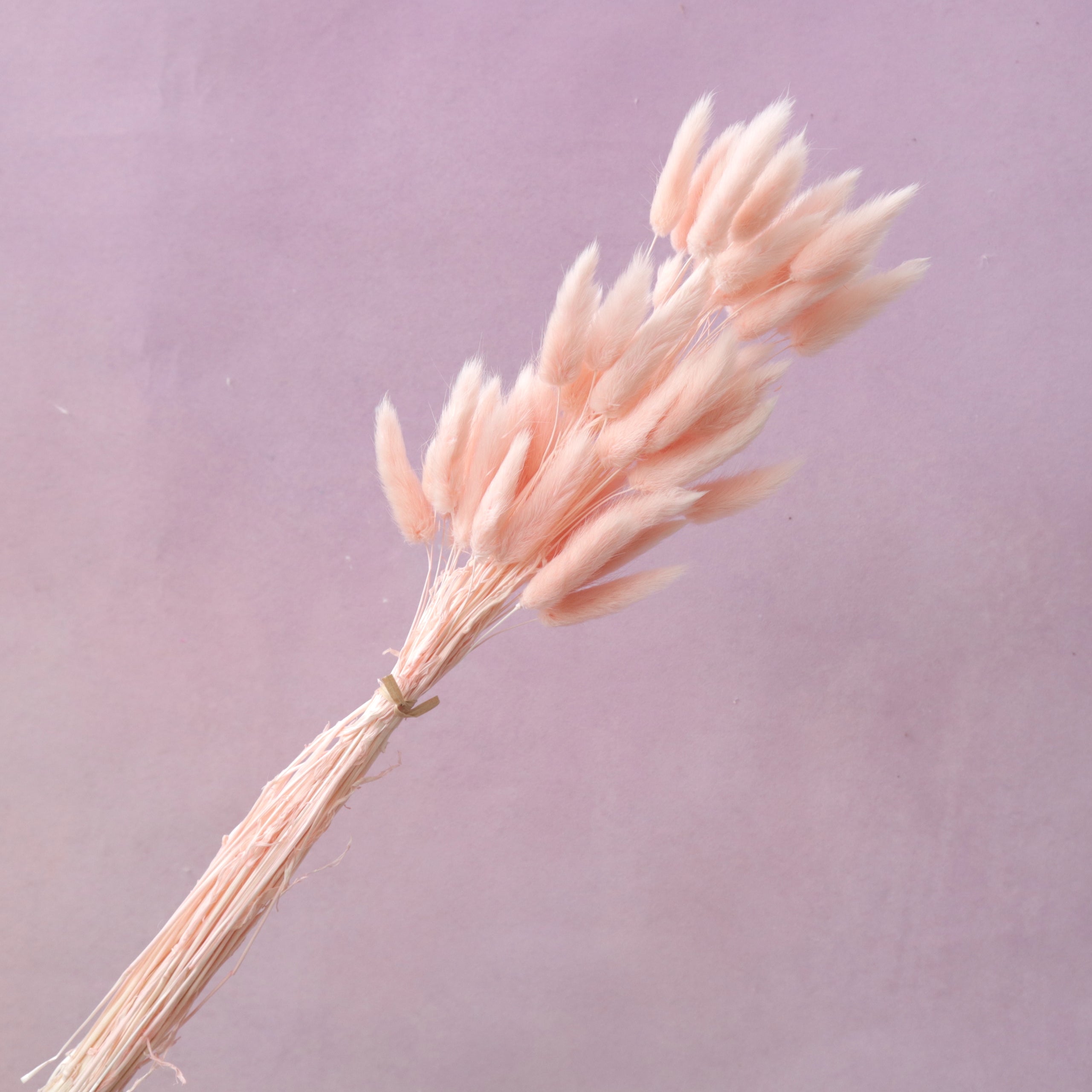 Bunny Tails Pastel Pink