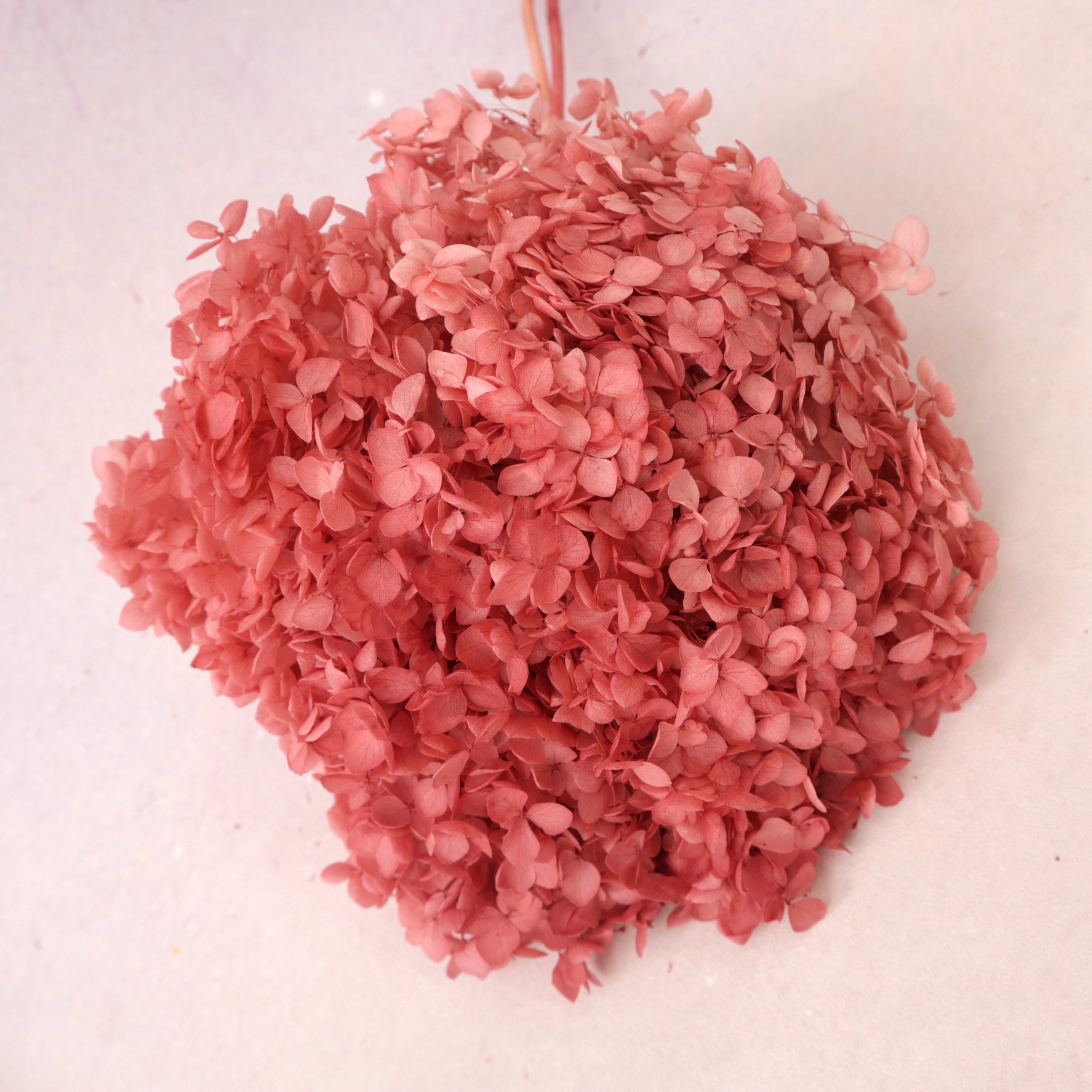 Annabelle Hydrangea Rose Pink