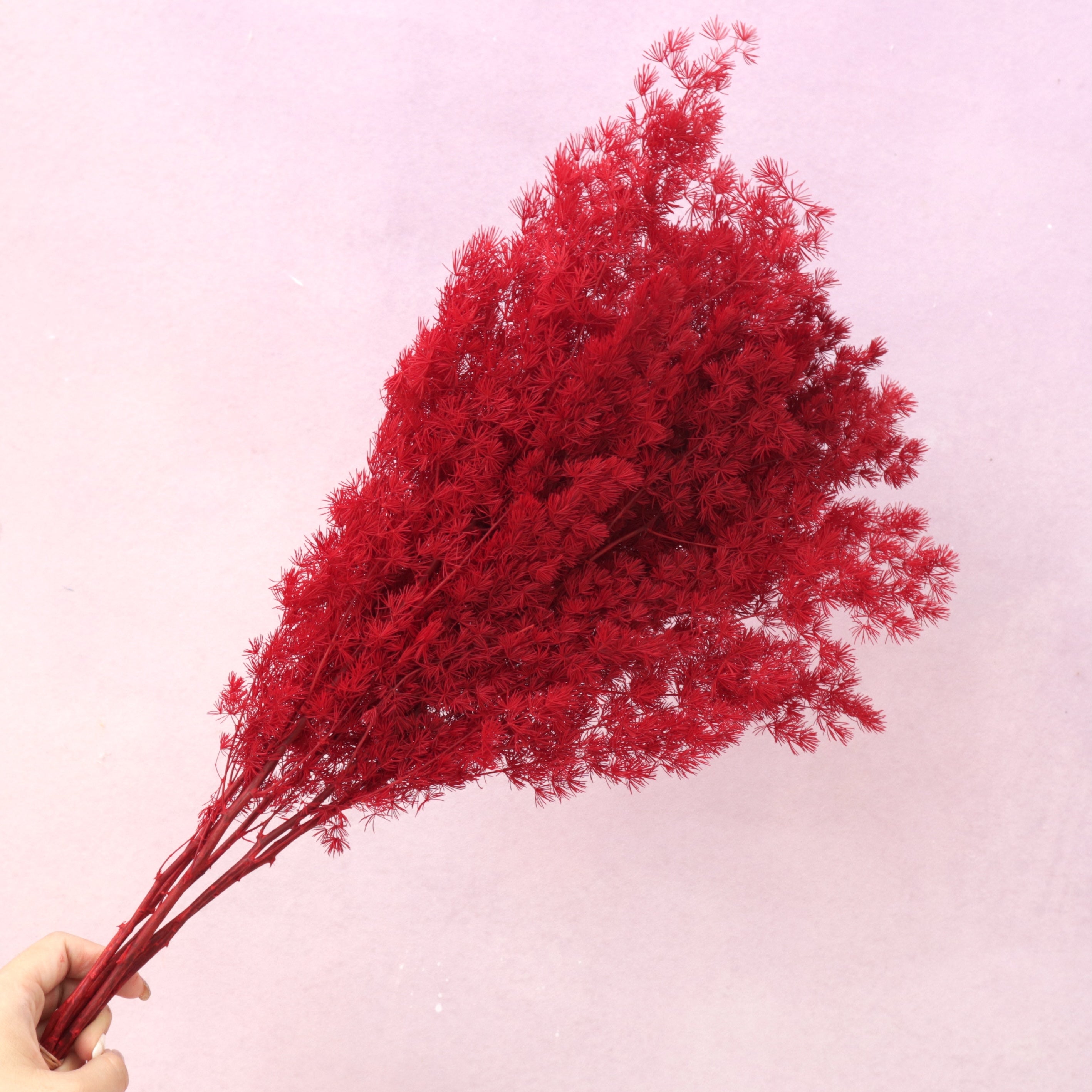 Ming Fern Red