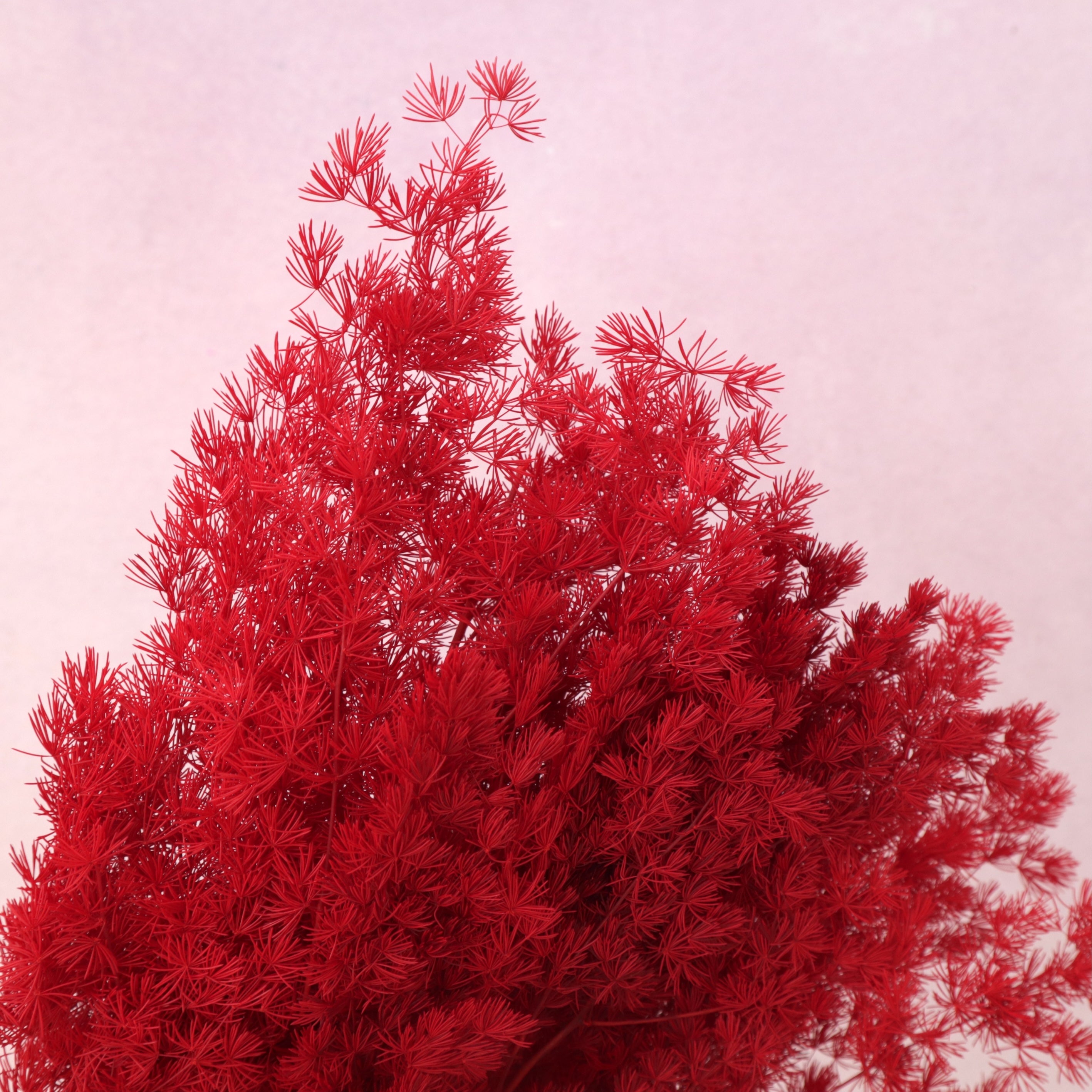 Ming Fern Red