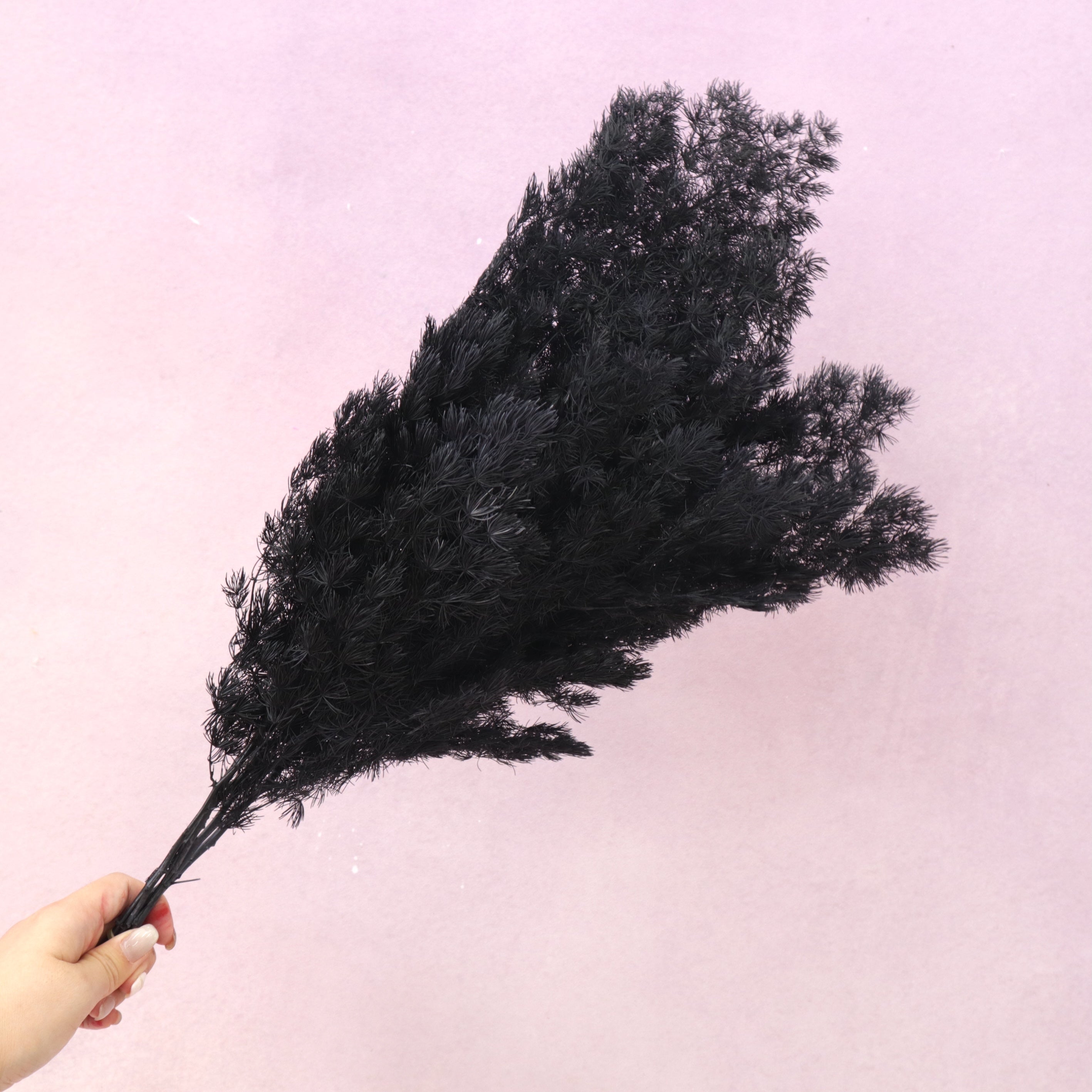 Ming Fern Black