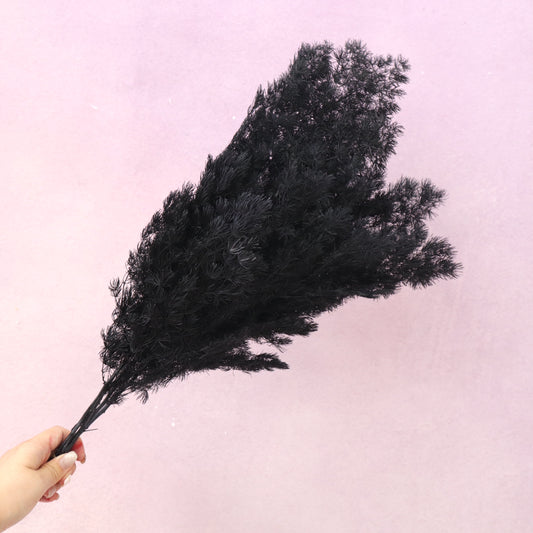 Ming Fern Black