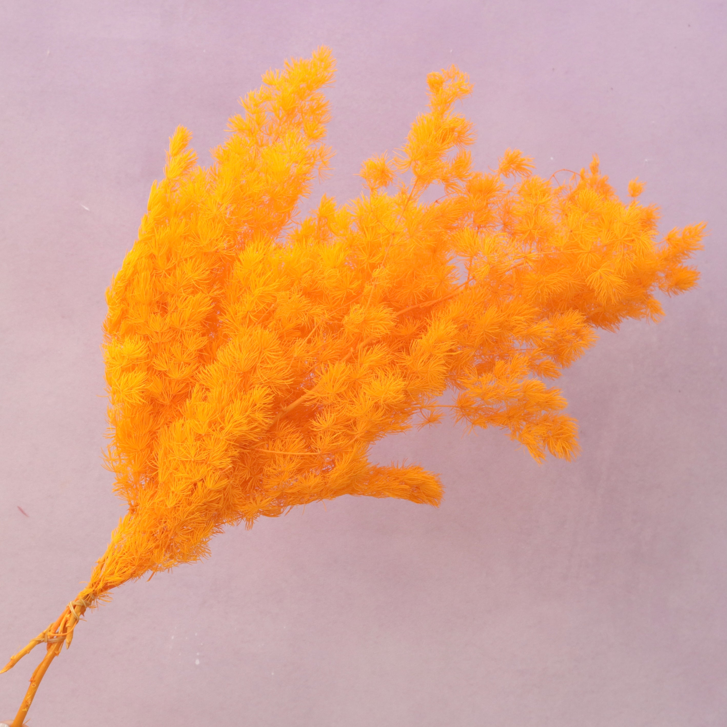 Ming Fern Bright Orange