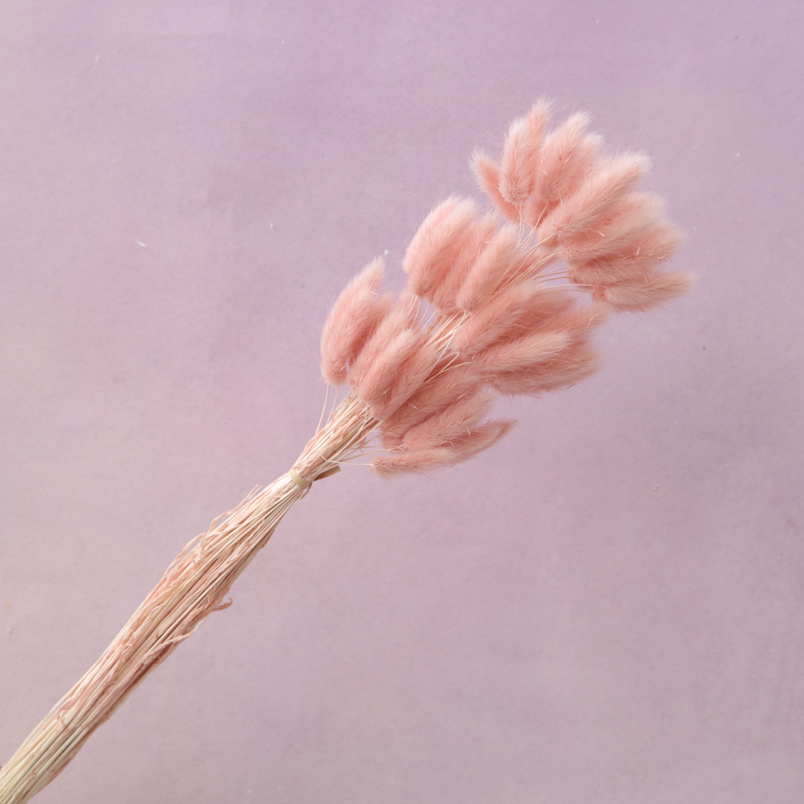 Bunny Tails Dusty Pink