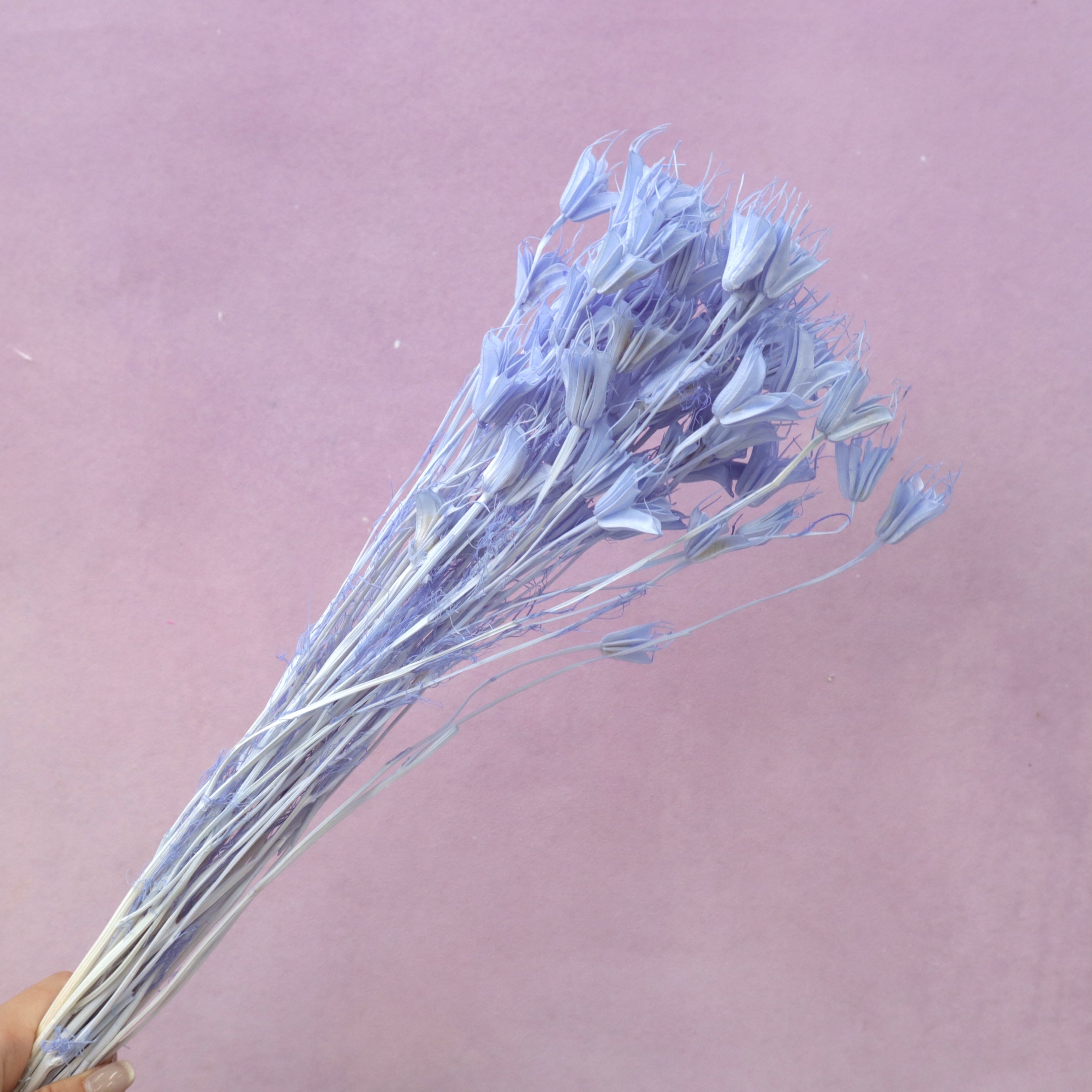 Nigella Sky Blue