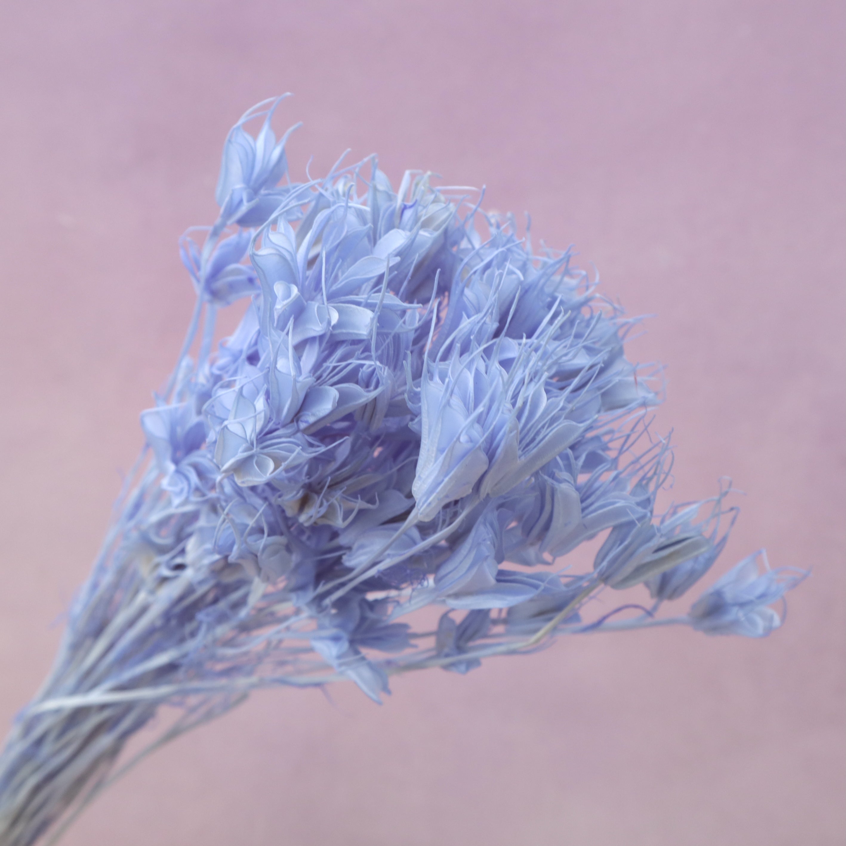 Nigella Sky Blue
