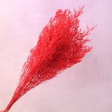 Misty Bleached Red