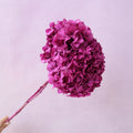 Hydrangea Bigleaf Magenta
