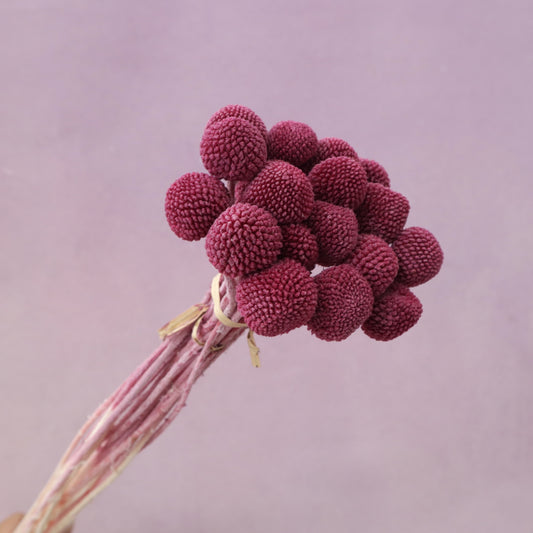 Billy Button Burgundy