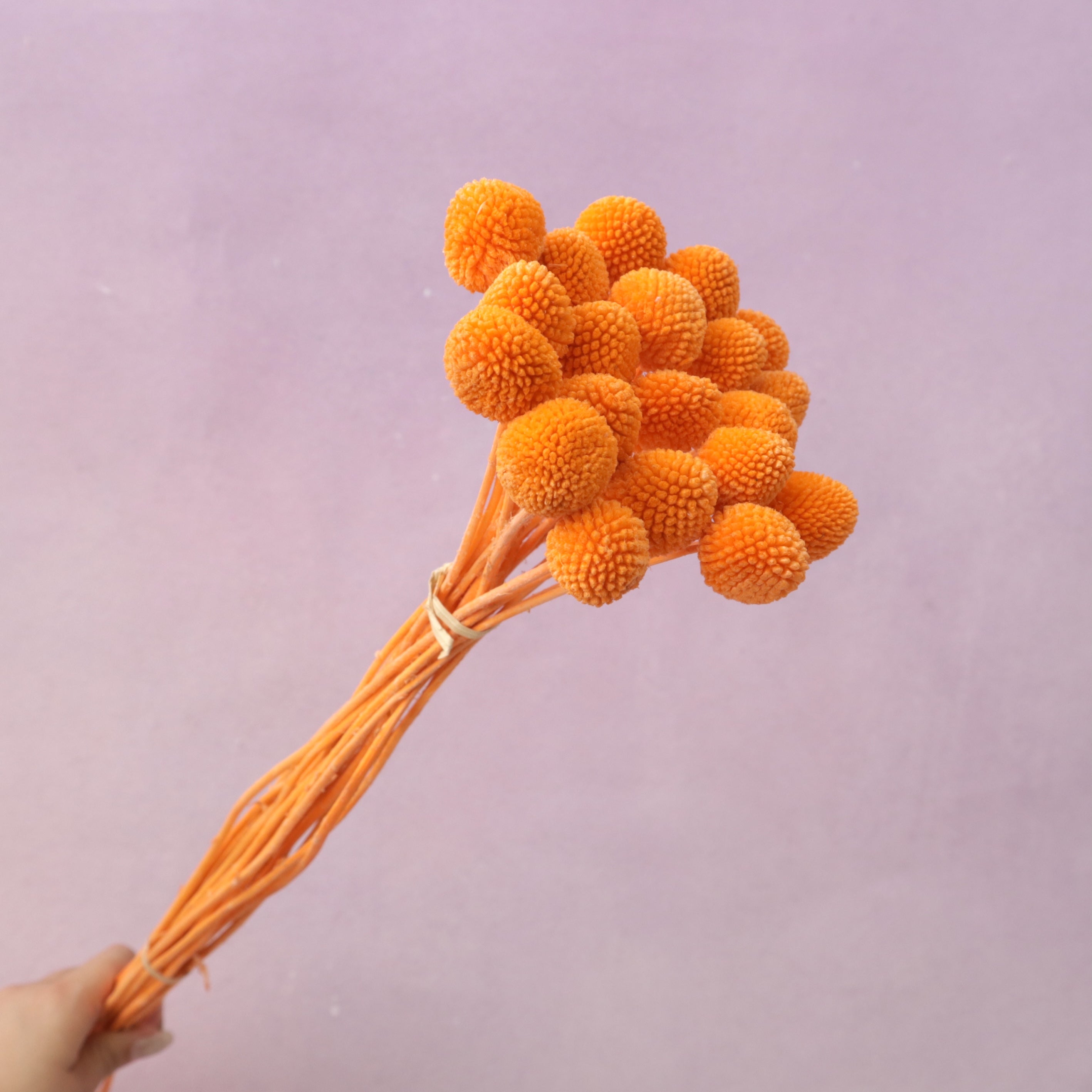 Billy Button Orange