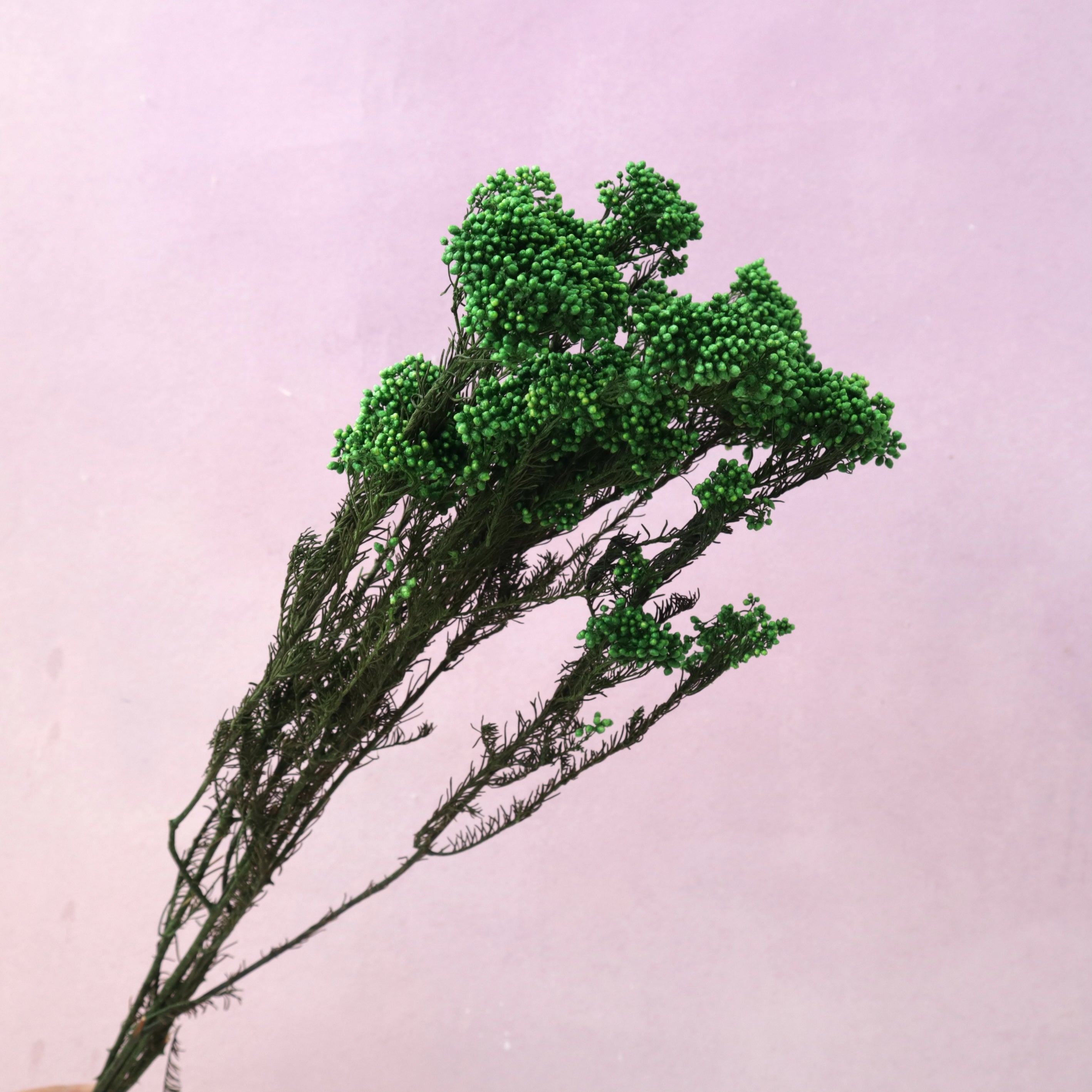 Rice Flower Forest Green