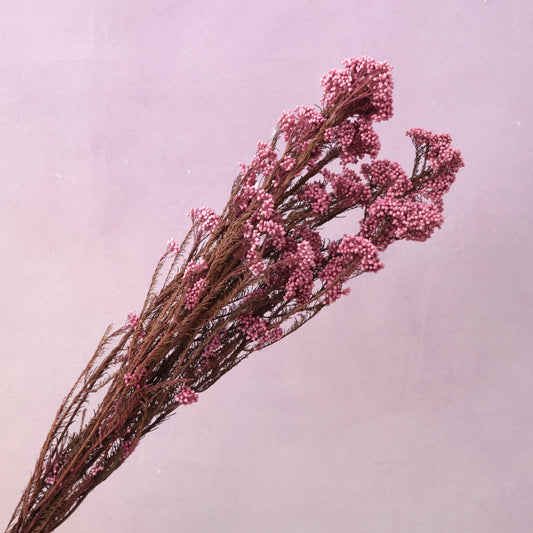 Rice Flower Raspberry