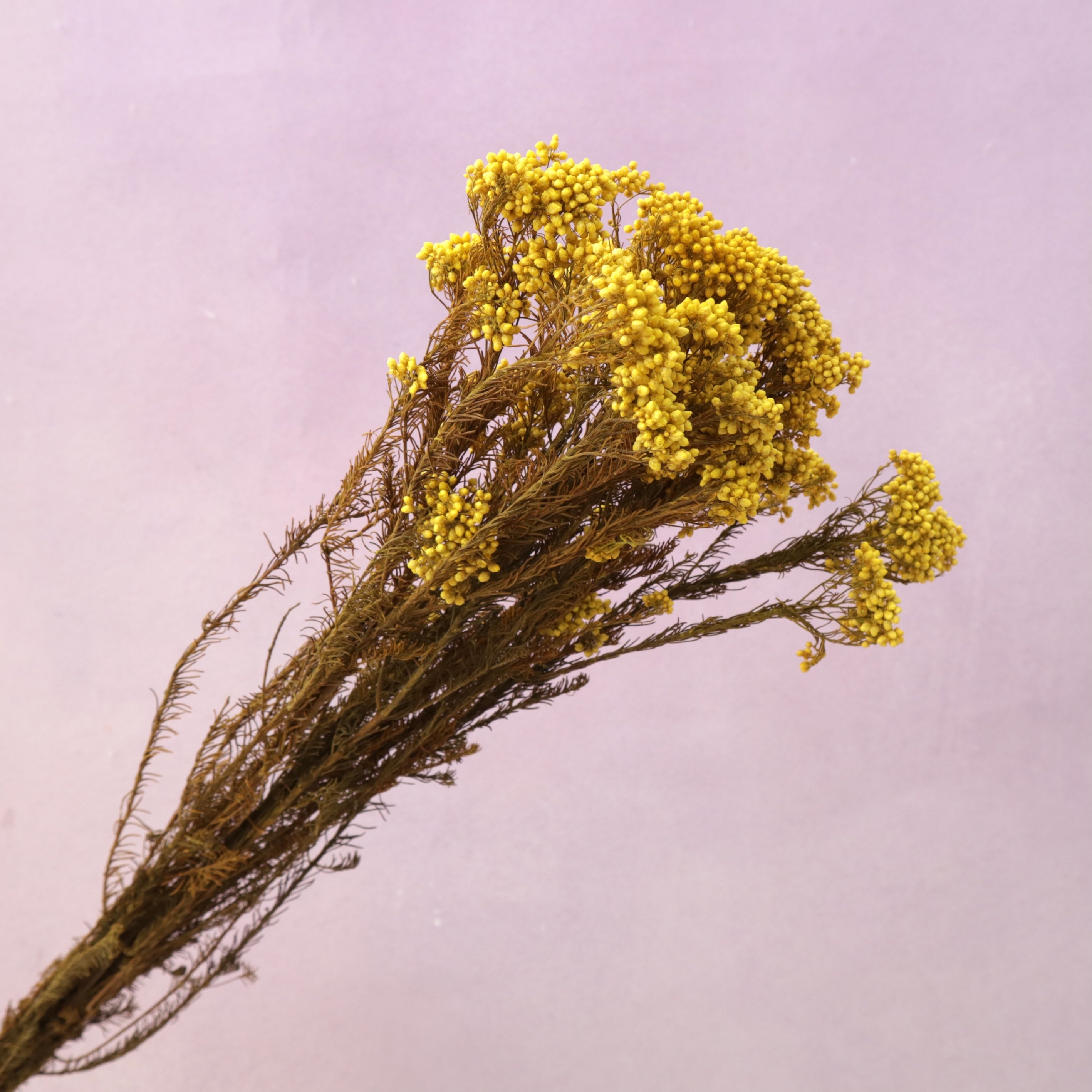 Rice Flower Yellow