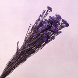Rice Flower Iris Purple