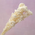 Rice Flower Creamy White