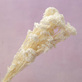 Rice Flower Creamy White