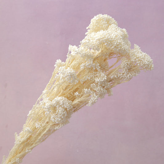 Rice Flower Creamy White