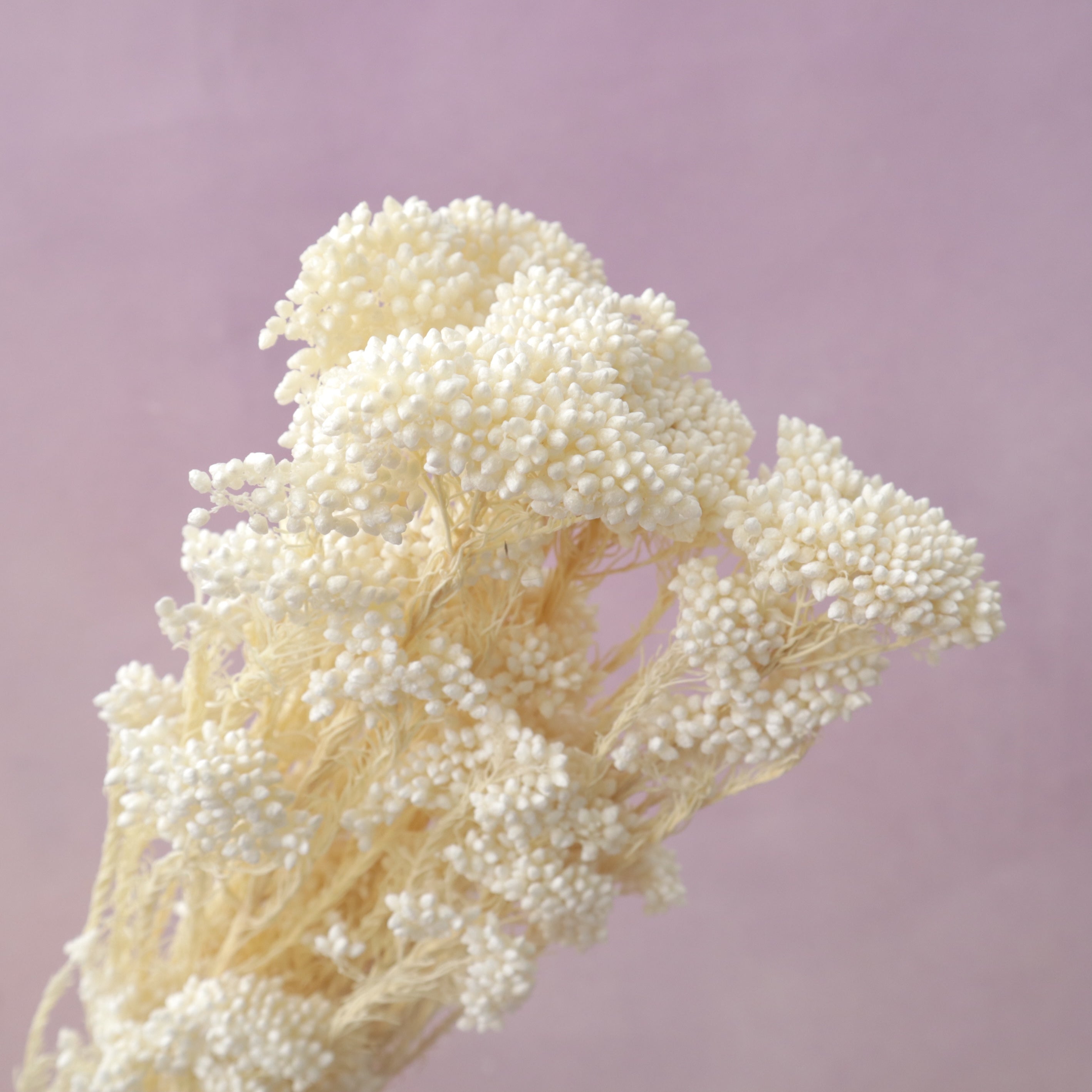 Rice Flower Creamy White