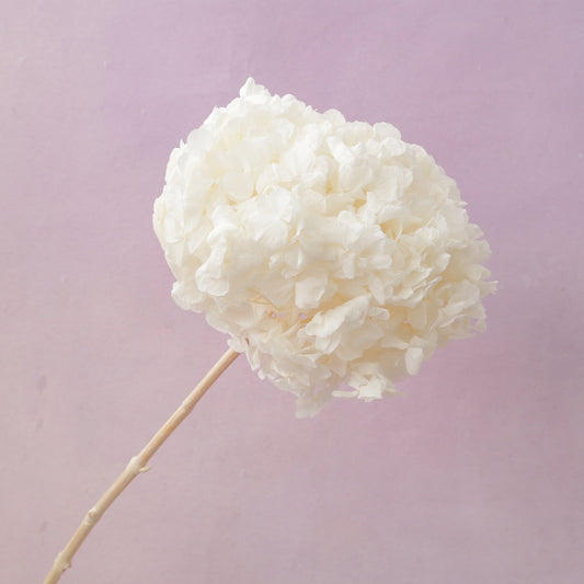 Hydrangea Bigleaf Off White