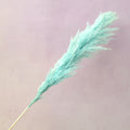 Pampas Grass Turquoise