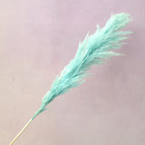 Pampas Grass Turquoise