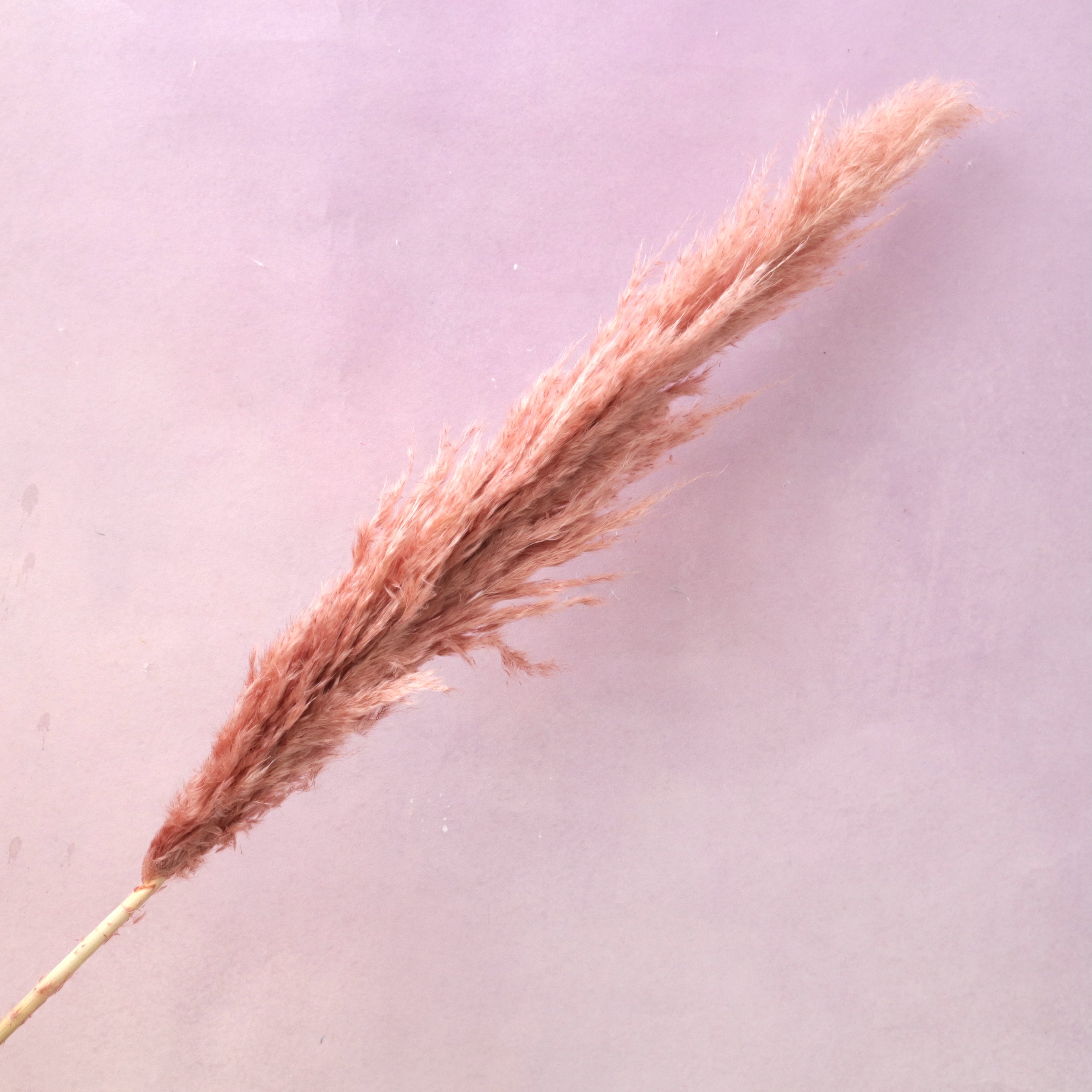 Pampas Grass Dusty Pink