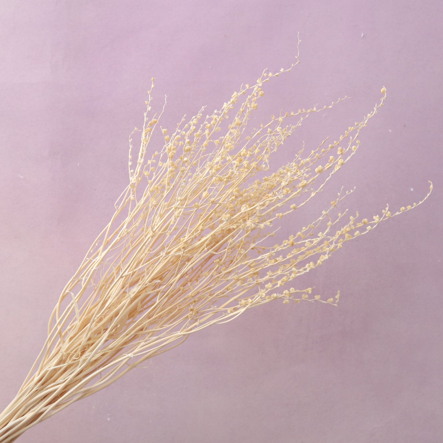 Dried Renanthera White
