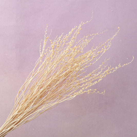 Dried Renanthera White