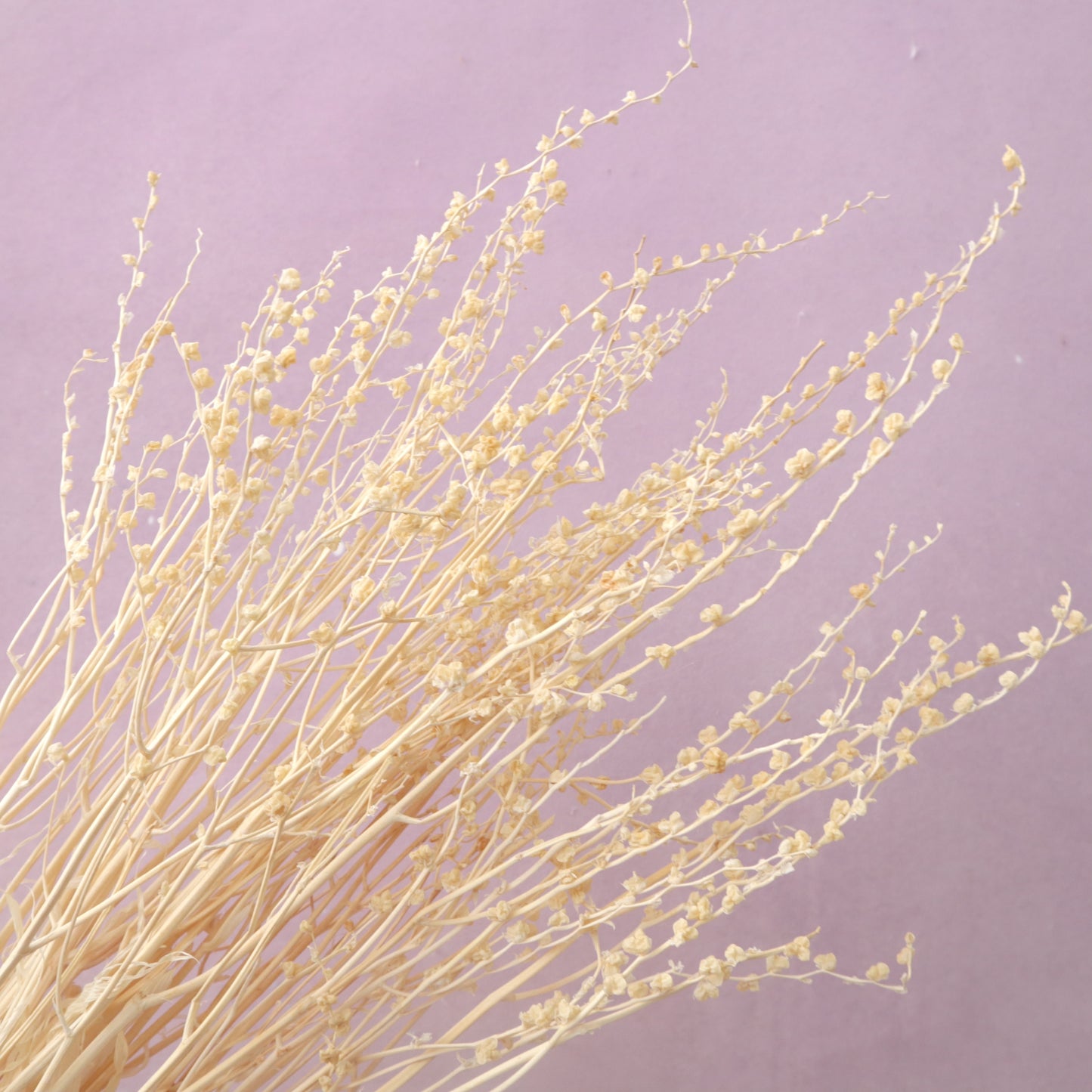 Dried Renanthera White