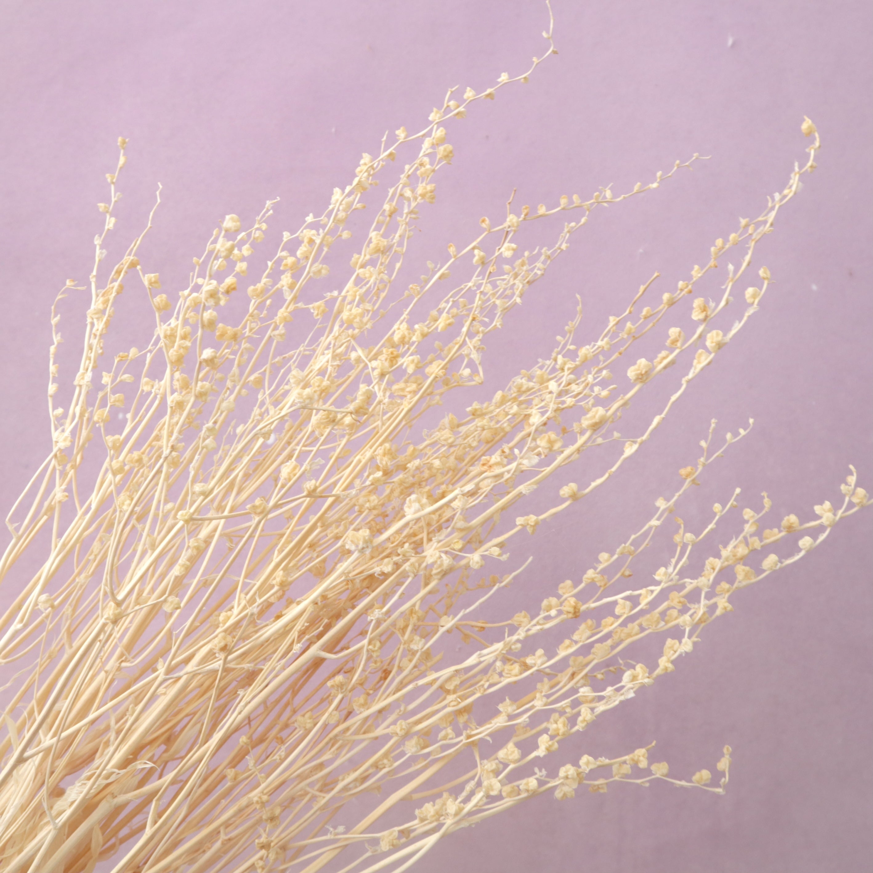 Dried Renanthera White