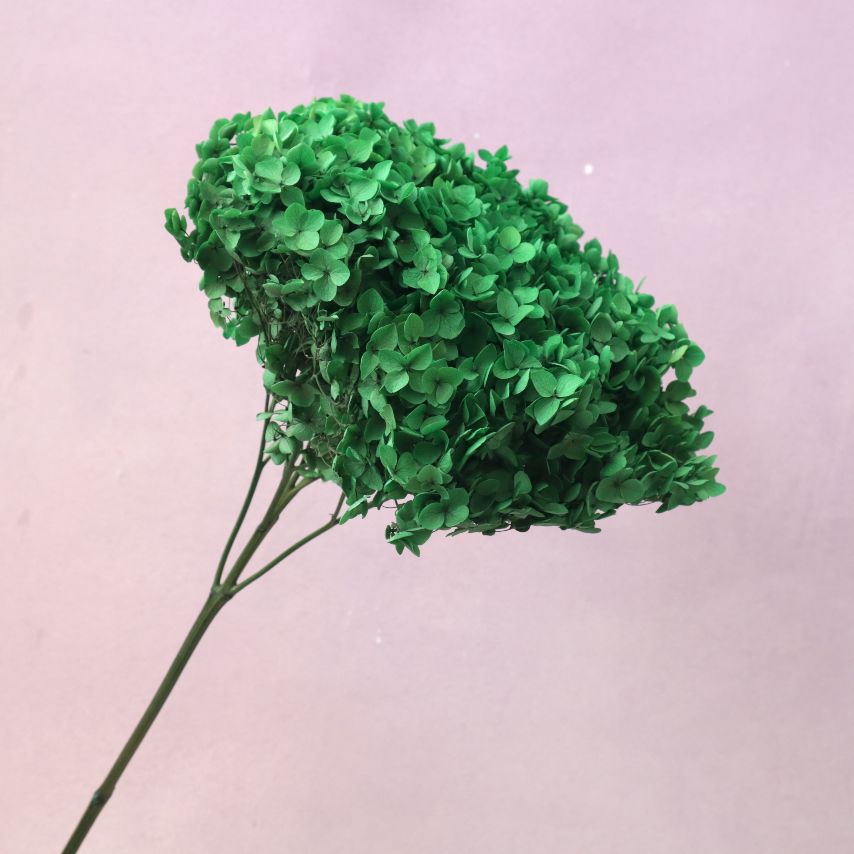 Annabelle Hydrangea Emerald Green