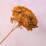 Annabelle Hydrangea Gold Yellow