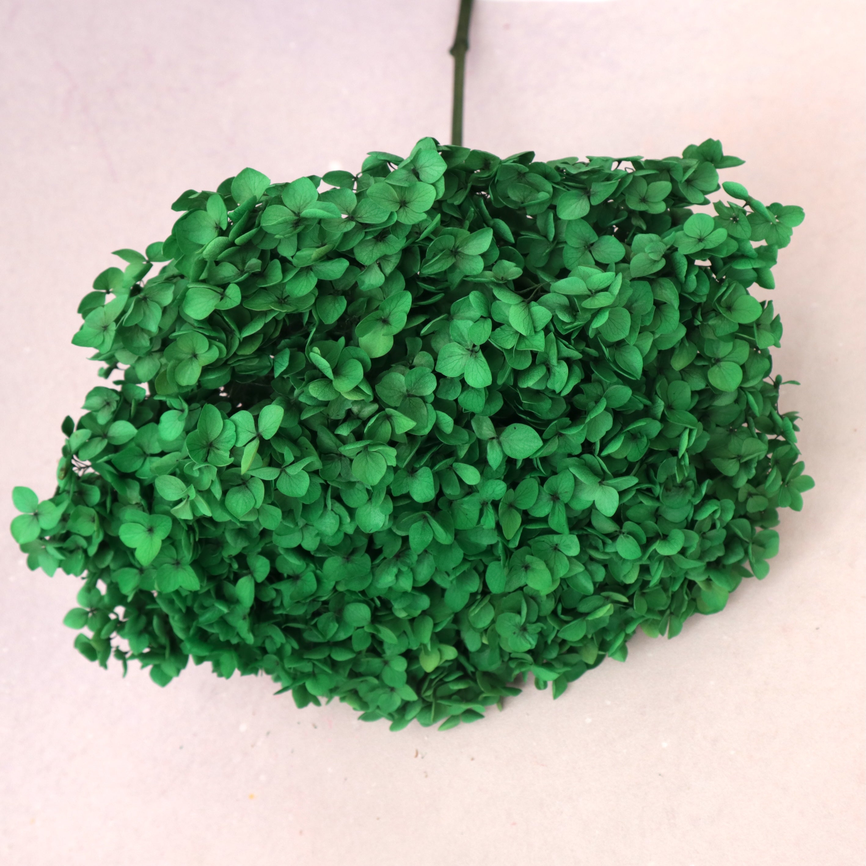 Annabelle Hydrangea Emerald Green