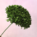 Annabelle Hydrangea Dark Green