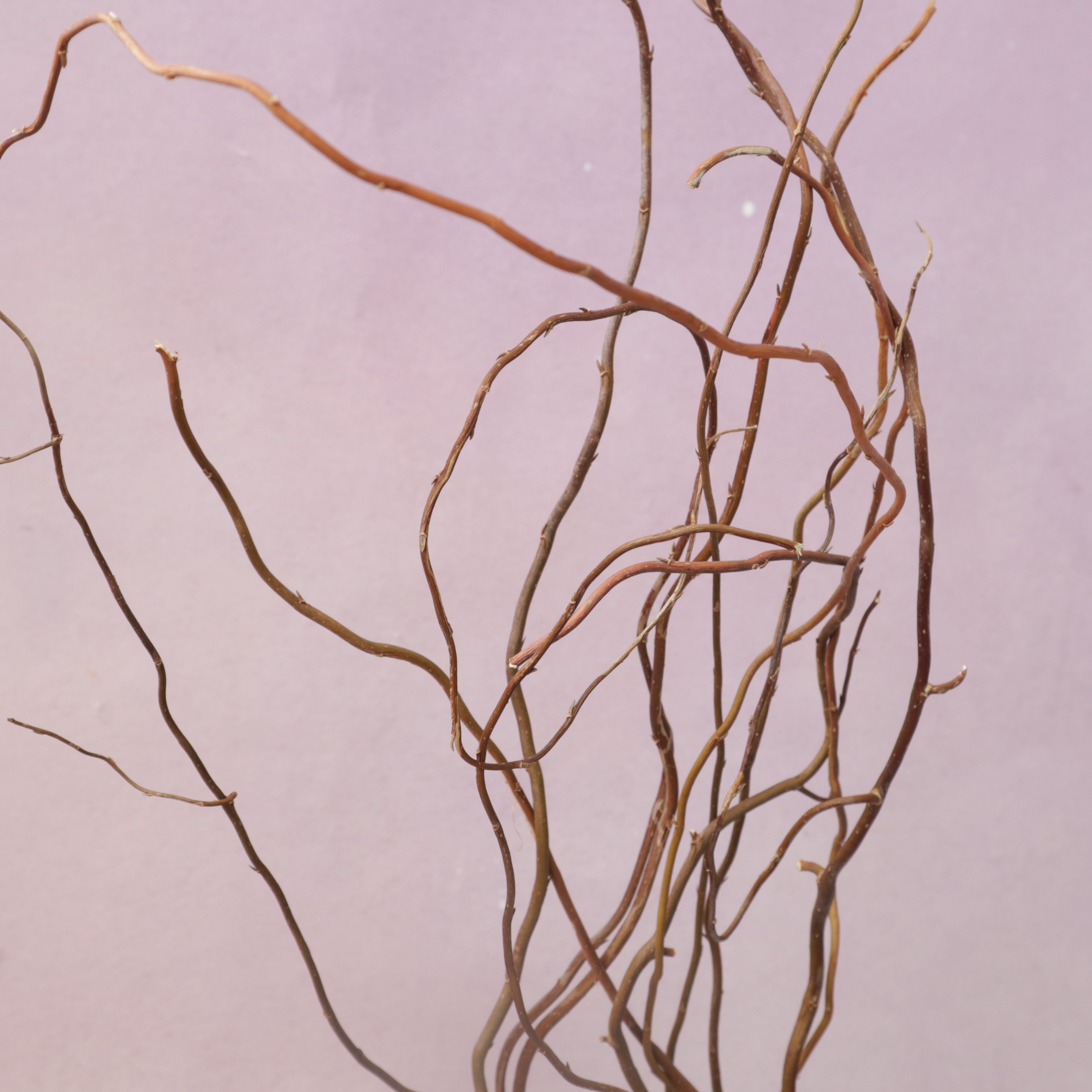 Curly Willow Branch
