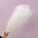 Snowy Baby's Breath White