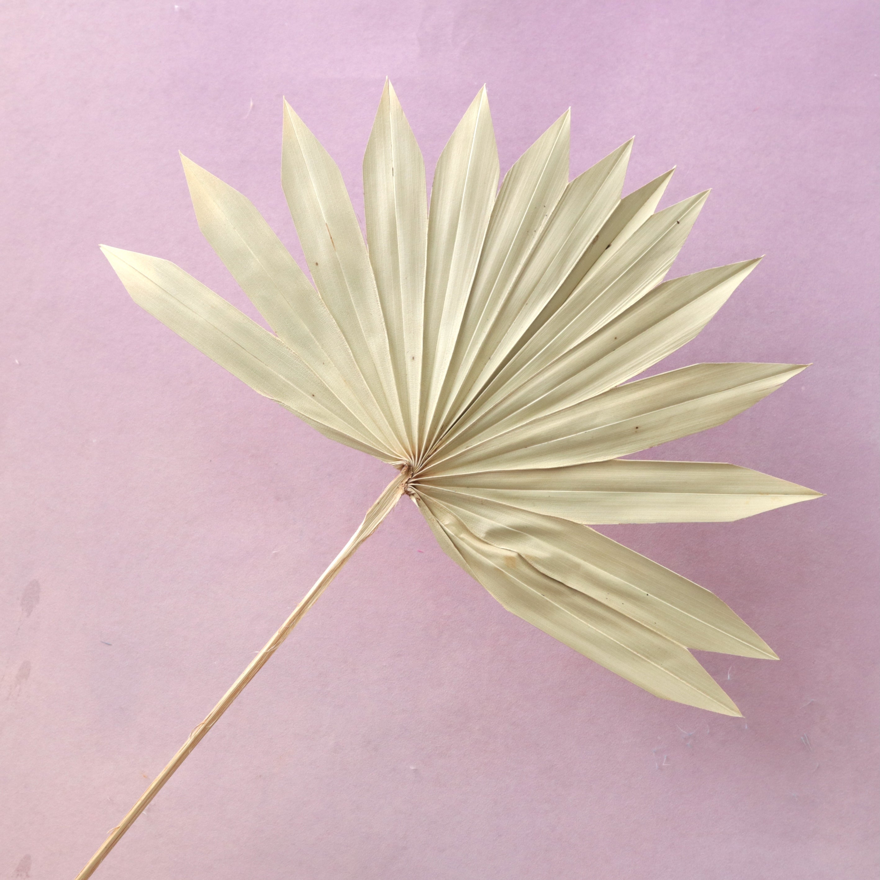 Sun Palm Natural